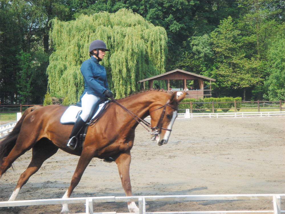 Concours de dressage